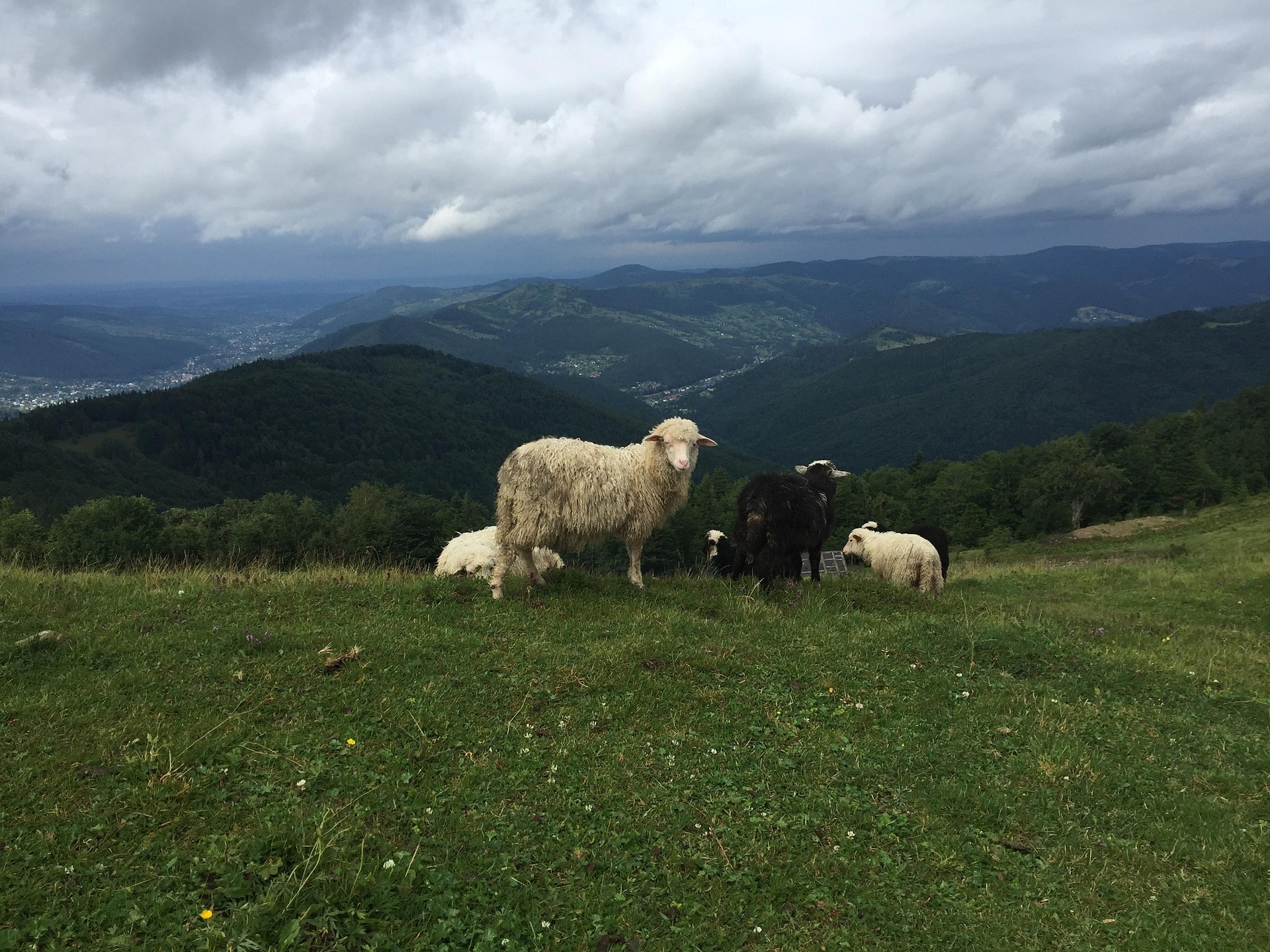 Карпатські ліси